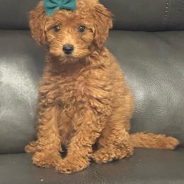 Liberty - Red  female Goldendoodle puppy in Lancaster, Kentucky from Dream Paws Puppies, LLC