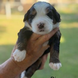 Dice - Tri-color male Bernedoodle puppy in El Campo, Texas from Little Fur Friends Bernedoodles