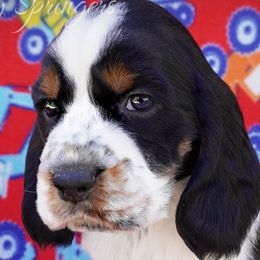 Male4 - Black white and tan male English Springer Spaniel puppy in Great Falls, Montana from Big Sky Springers