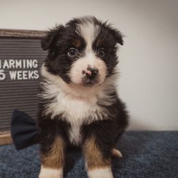 Australian Shepherd Puppies from Kelly Krew Aussies