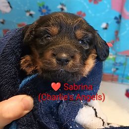 Sabrina - Black and tan female Dachshund puppy in Bates City, Missouri from Gray Wall Dachshunds