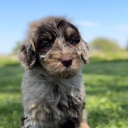 Goldendoodles from Empire Doodles