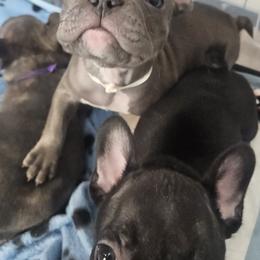 French Bulldog Puppies from All 8 Frenchies