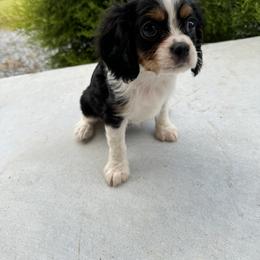 Cavalier King Charles Spaniel Puppies from Freeman's Royal Cavaliers
