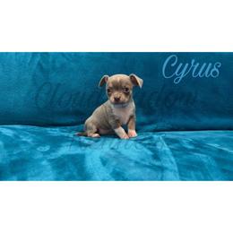 Cyrus (blue tri-color) - Blue and white male Chihuahua puppy in Patchogue, New York from Cloudshadow Kennels