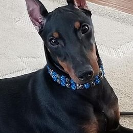 Chinese Cresteds and Manchester Terriers from Fantasy Kennels