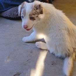 Chandler - Red merle male Border Collie puppy in Chino Valley, Arizona from Dog Pond Border Collies