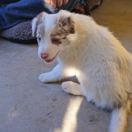 Chandler - Red merle male Border Collie puppy in Chino Valley, Arizona from Dog Pond Border Collies