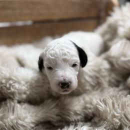 Lucchese - Parti male Poodle puppy in Ault, Colorado from The Peaks Premium Poodles