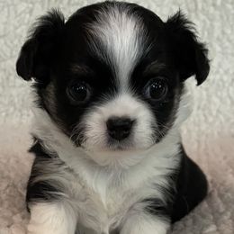 Boy 1 - Black and white male Chihuahua puppy in Lake George, New York from Moonhill Chihuahuas