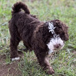 "Brown Phantom ~ Female" Sheepadoodle Puppies from Dogwood Hills