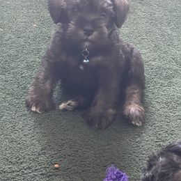 Miniature Schnauzer Puppies from Mini Schnauzers for Life