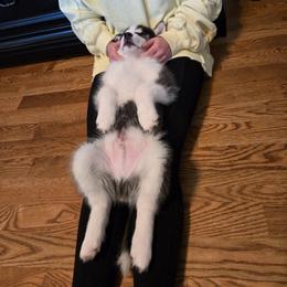 Siberian Husky Puppies from Genine Appello