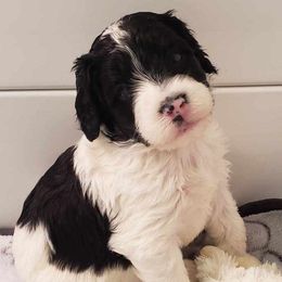 Bernedoodle Puppies from BellaDoodles
