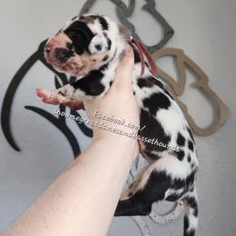 Pink Collar - Harlequin female Great Dane puppy in Alton, Illinois from Show Me Great Danes and Basset Hounds