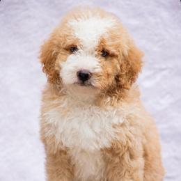 Goblin - Red male Bernedoodle puppy in Glendale, Arizona from Arizona Bernedoodles