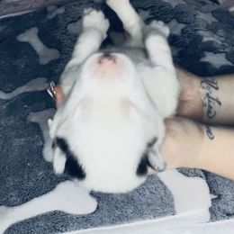 Pomsky Puppies from Oceanway Pomskies