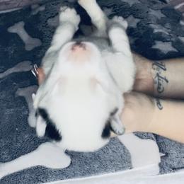 Pomsky Puppies from Oceanway Pomskies