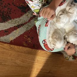 Shih Tzu Puppies from Wachowicz Shihtzu