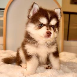 Theron - Chocolate male Pomsky puppy in Lincoln, Nebraska from Blue Heaven Pomsky