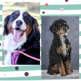 Australian Labradoodle, Bernedoodle, and Cockapoo Puppies from Dream Doodles and Cockapoos
