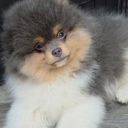 AKC Blue tri-color parti 2500 - Blue parti male Pomeranian puppy in Gloversville, New York from ADKPOM Adirondack Pomeranians