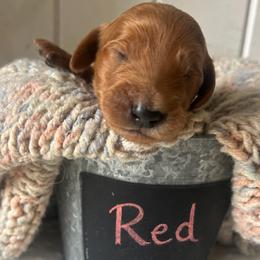 Red - Red  male Goldendoodle puppy in Grand Blanc, Michigan from Perry Farm Doodles