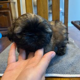 Boy 1 - Black and tan Shih Tzu puppy in Shelbyville, Tennessee from Tammy’s Shih-Tzu Love Jones