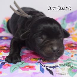 Judy Garland - Black female Miniature Schnauzer puppy in Sedalia, Missouri from Farmer Brown's Puppies