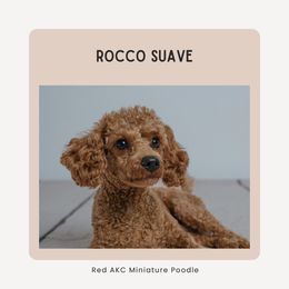 Rocco - Poodle