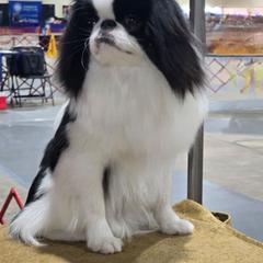 Japanese Chin puppies from Carousel Chin
