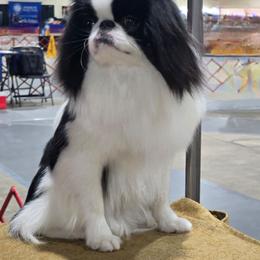Japanese Chin puppies from Carousel Chin