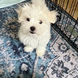 Maltese Puppies from TCBs Glowing Maltese