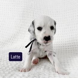 Latte - LUA long coat - White and black female Dalmatian puppy in Davenport, Florida from Sunny Jewels Dalmatians