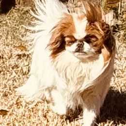 Nemo - Japanese Chin