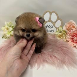 Tulip - Cream sable female Pomeranian puppy in Concord, California from Eelan’s Poms