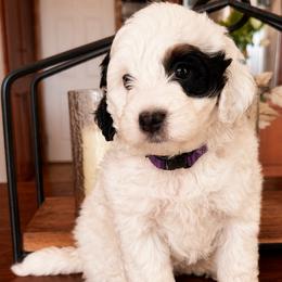 Purple Collar Florence - Black and white female Bernedoodle puppy in Camden, North Carolina from Fleury Farm Doodles NC