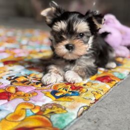 Minnie - Black & tan tri-color female Morkie puppy in Concord, California from Puppy Boutique