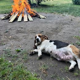 Basset Hound Puppies from Pleasant Bay Basset Hounds