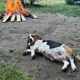 Basset Hound Puppies from Pleasant Bay Basset Hounds