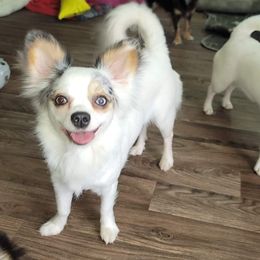 Chihuahua Puppies from Emadens