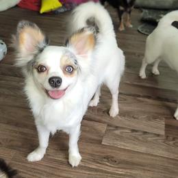 Chihuahua Puppies from Emadens
