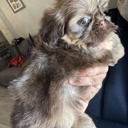 Loki - Liver male Shih Tzu puppy in Bakersfield, California from Little pumpkin Shih Tzu’s