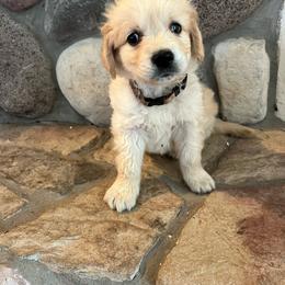 Tiny Tim - Light golden male Golden Retriever puppy in Douglas, Wyoming from White River Retrievers