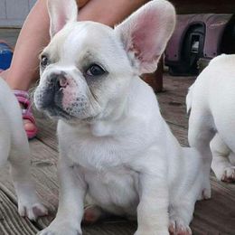 French Bulldog Puppies from Windy Ridge French Bulldogs