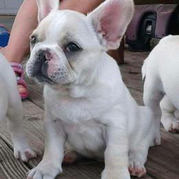French Bulldog Puppies from Windy Ridge French Bulldogs