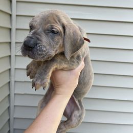 Orange Collar - Blue brindle male Great Dane puppy in Kimball, Michigan from Starlight Danes