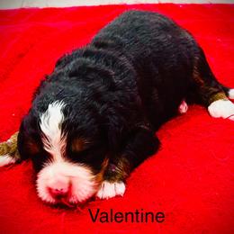 Valentine OFA - Black rust and white male Bernese Mountain Dog puppy in Strasburg, Ohio from Lois Allison