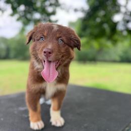 Sunny - Red tri-color female Australian Shepherd puppy in Big Sandy, Texas from Rocking S Ranch