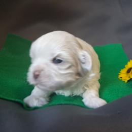 Lighting - White male Shih Tzu puppy in Montrose, Colorado from Gnomies Furry Friends